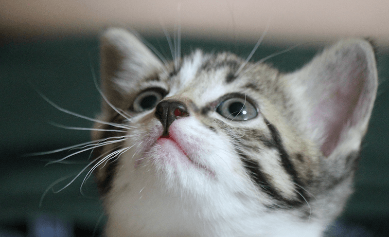 セントラル動物病院