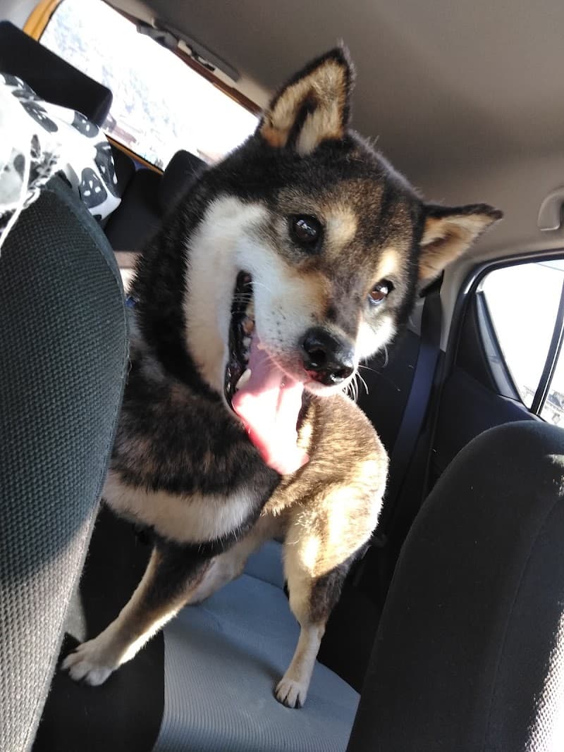 まさき動物病院