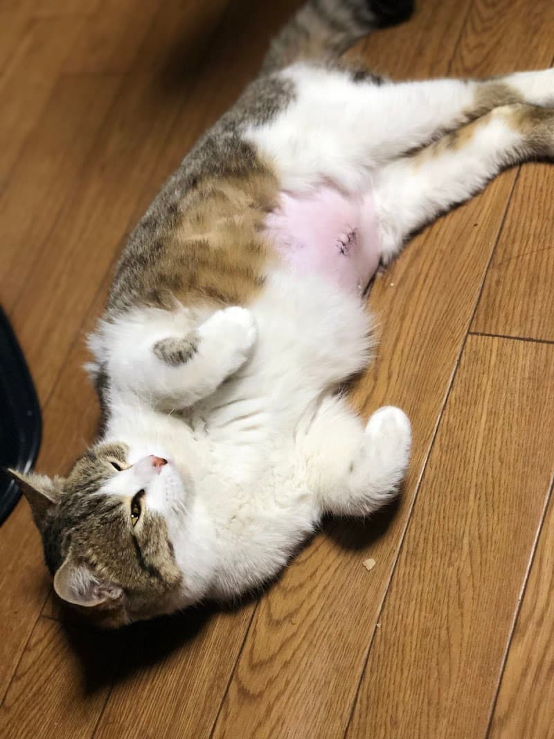 高須介良犬猫病院