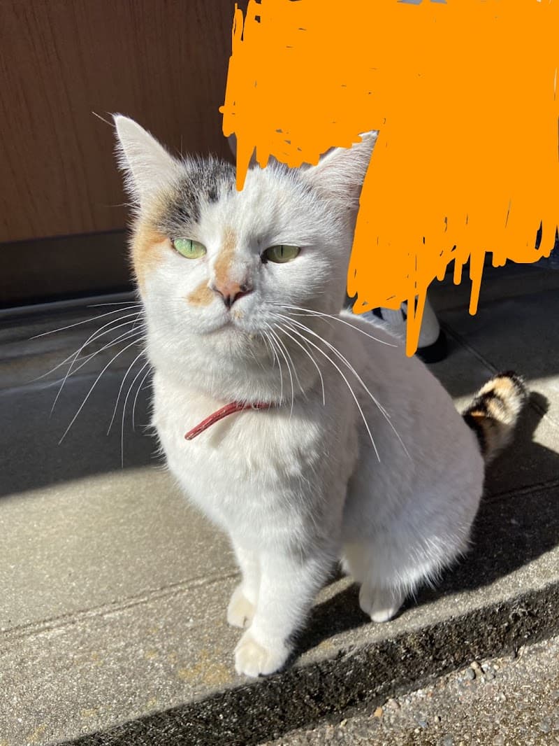 岡本動物病院
