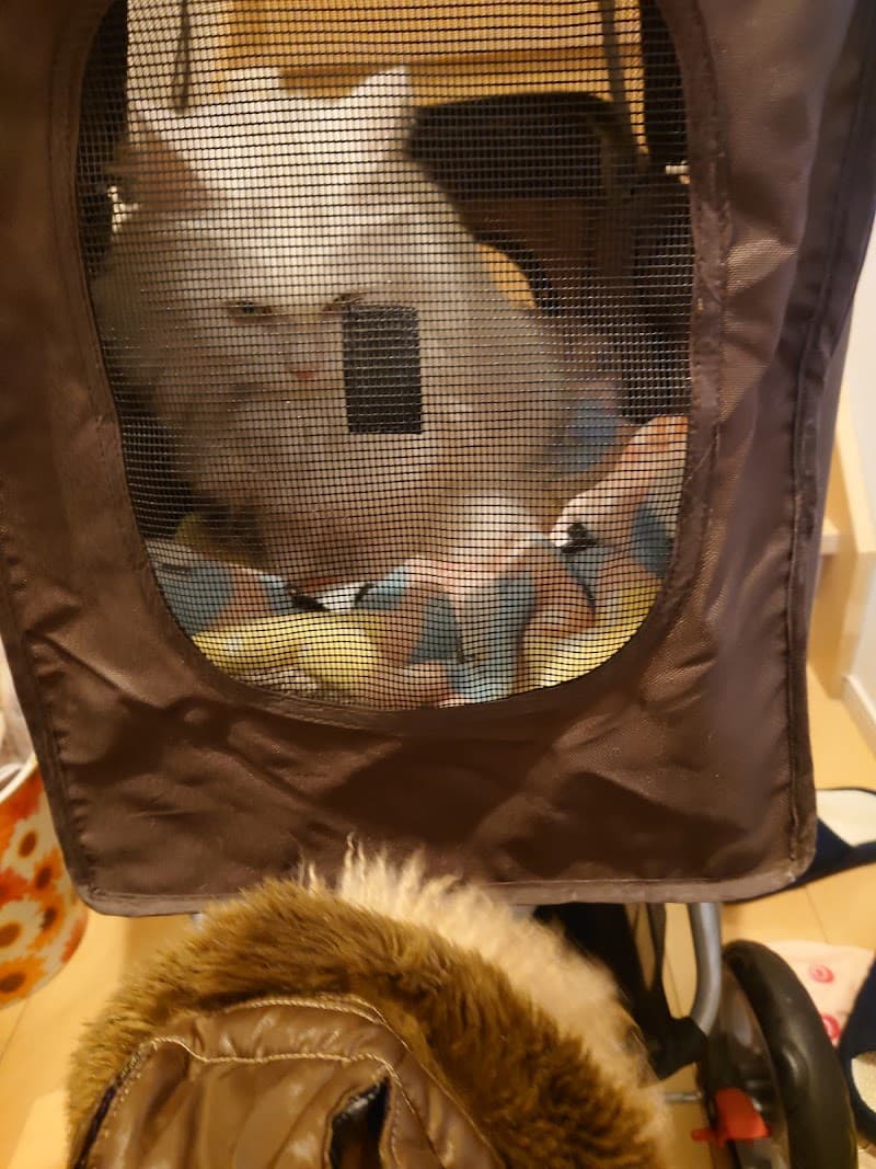 出光動物病院