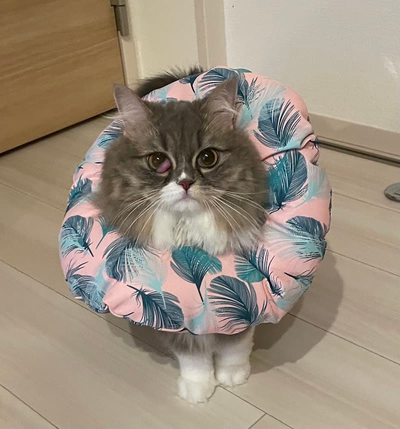 おんが動物病院