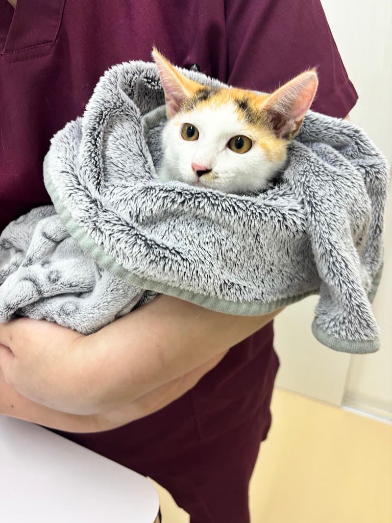 キャットスポットクリニック