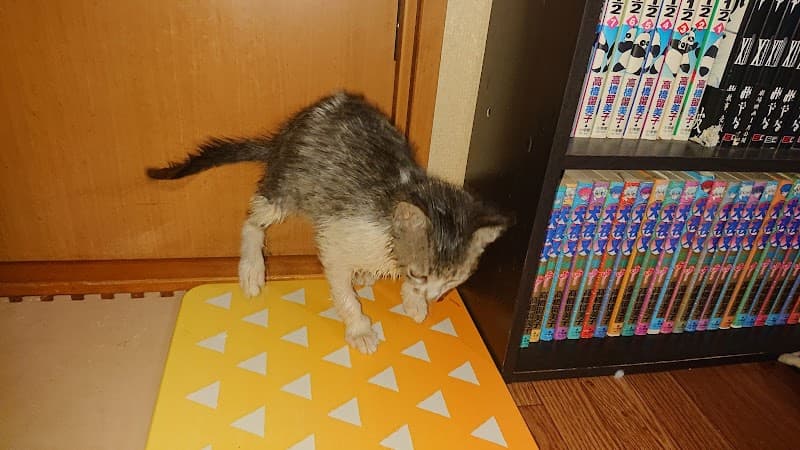 倉内犬猫病院