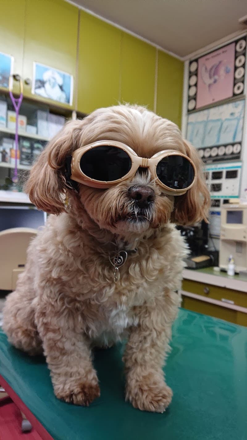 人吉動物病院