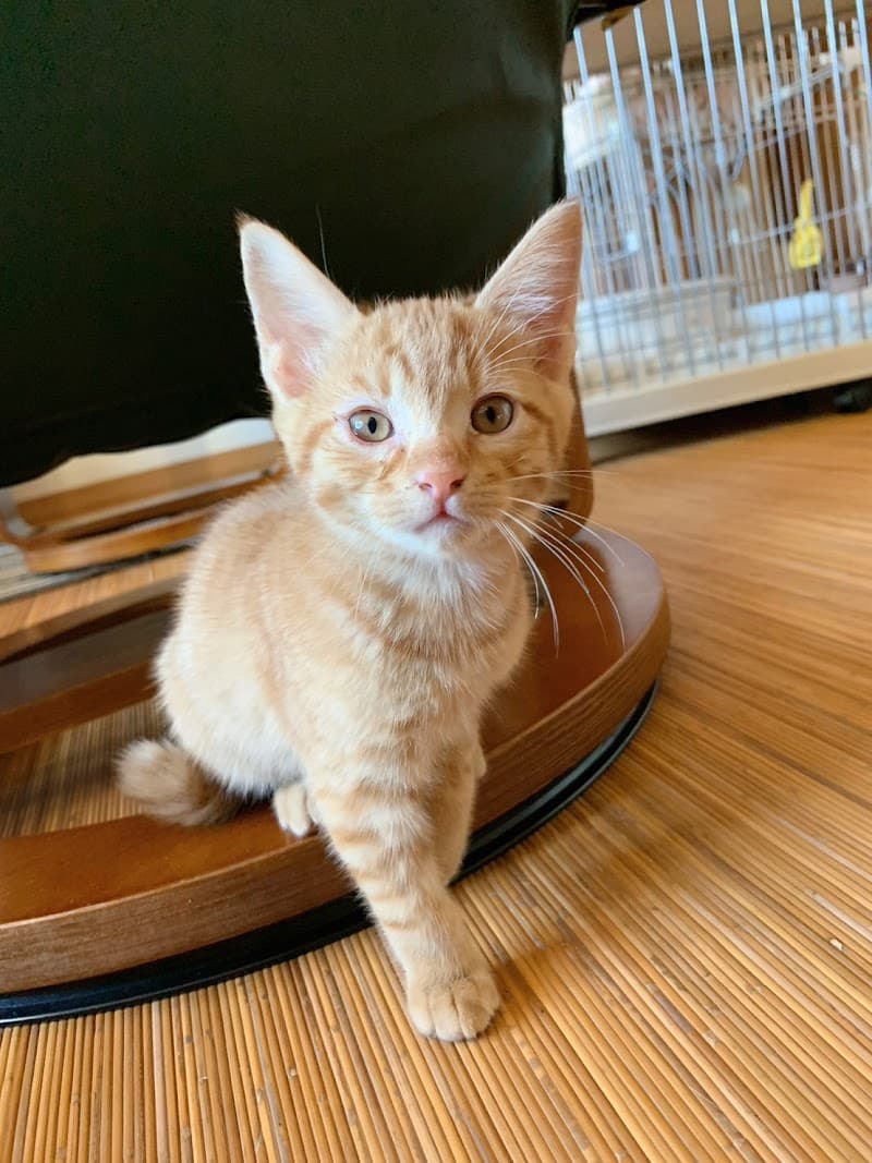 パークマイヤー動物病院