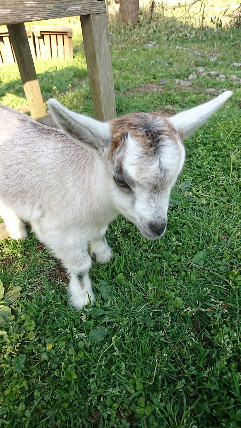 のなかどうぶつ病院