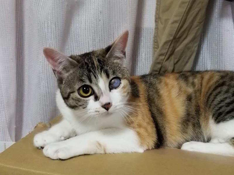 あいのわペットクリニック