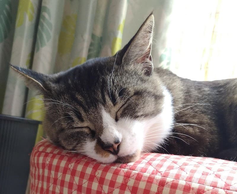 なた海岸動物病院