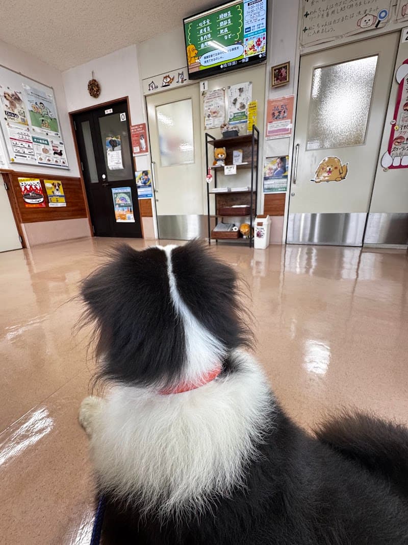 さいと動物病院