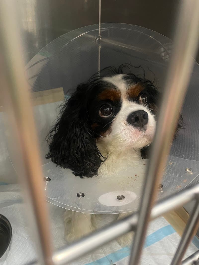 きりき動物病院