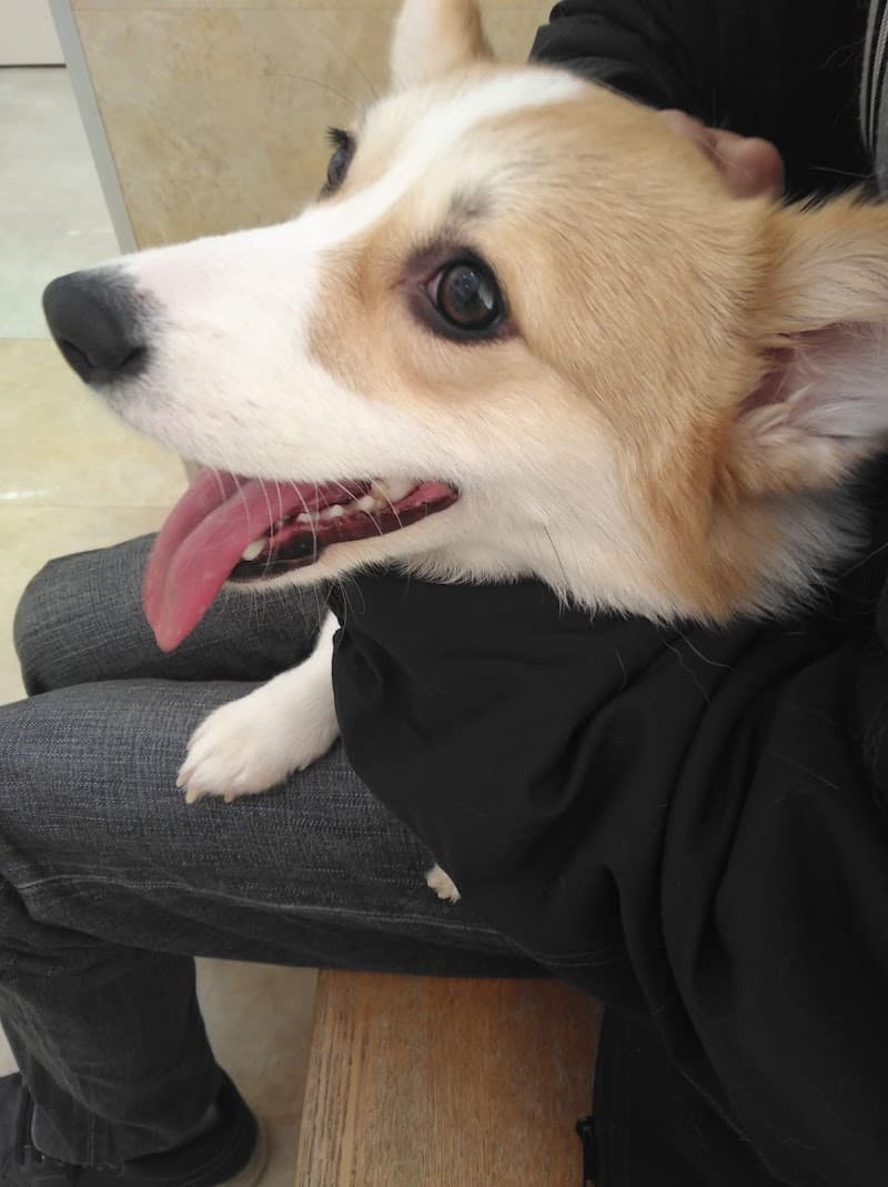 かみむら動物病院