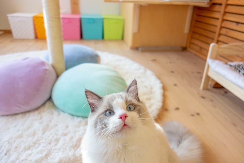 猫専用 マアル