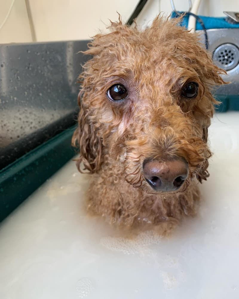 トラストペットクリニック