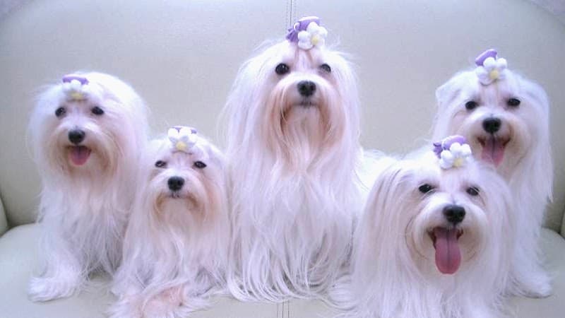 ジェムペットサービス