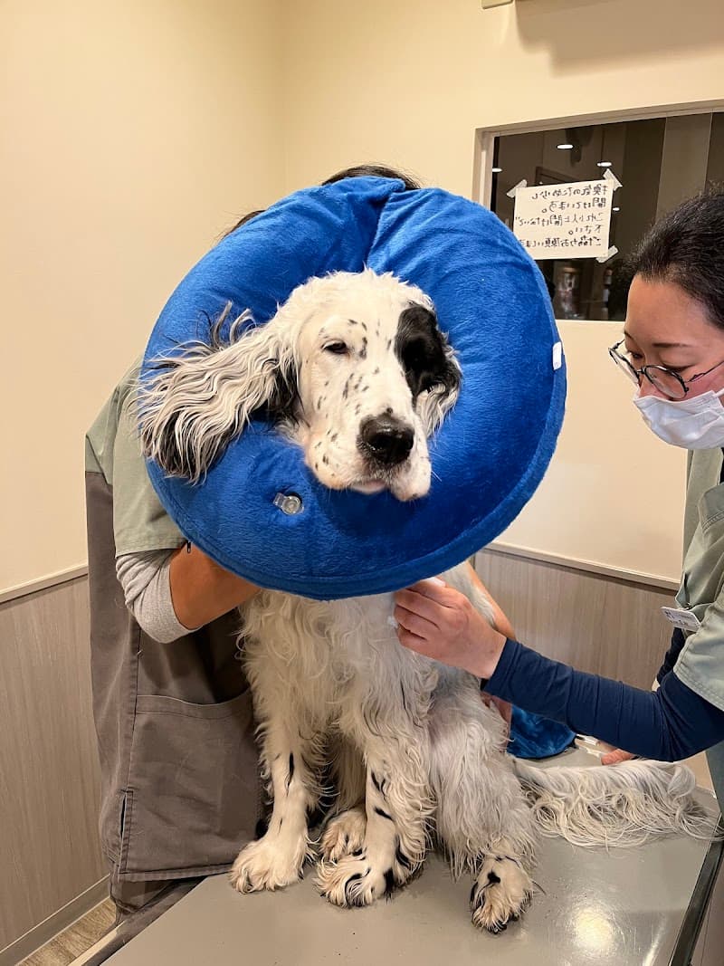 こうめ動物病院