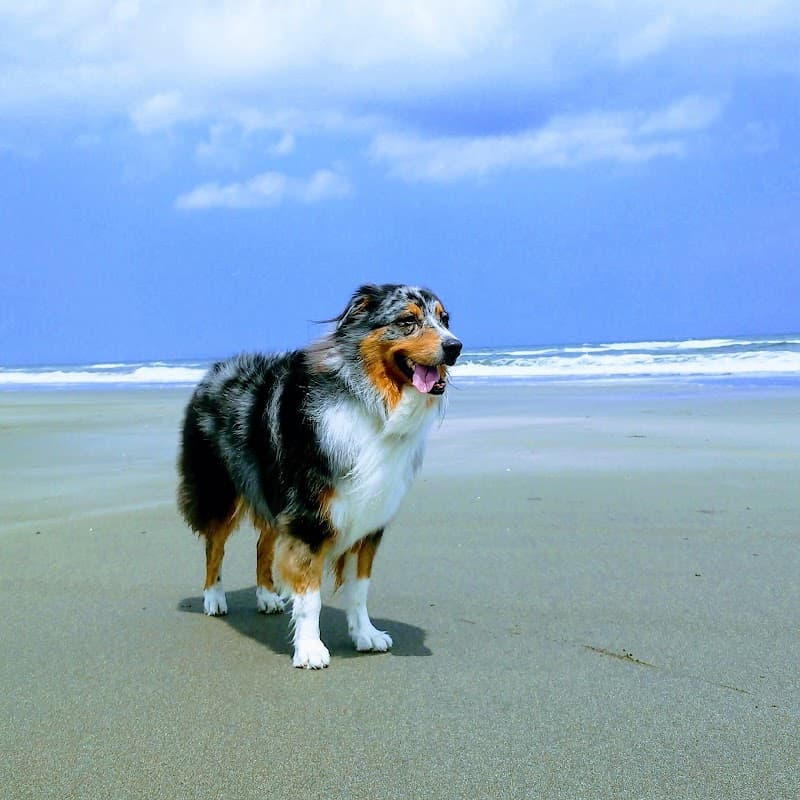 ベルジェ動物病院