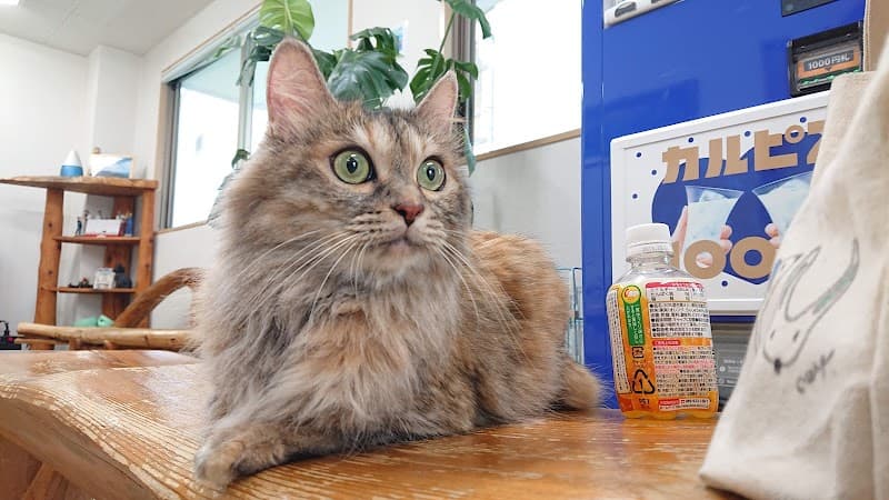 コバタケ動物病院