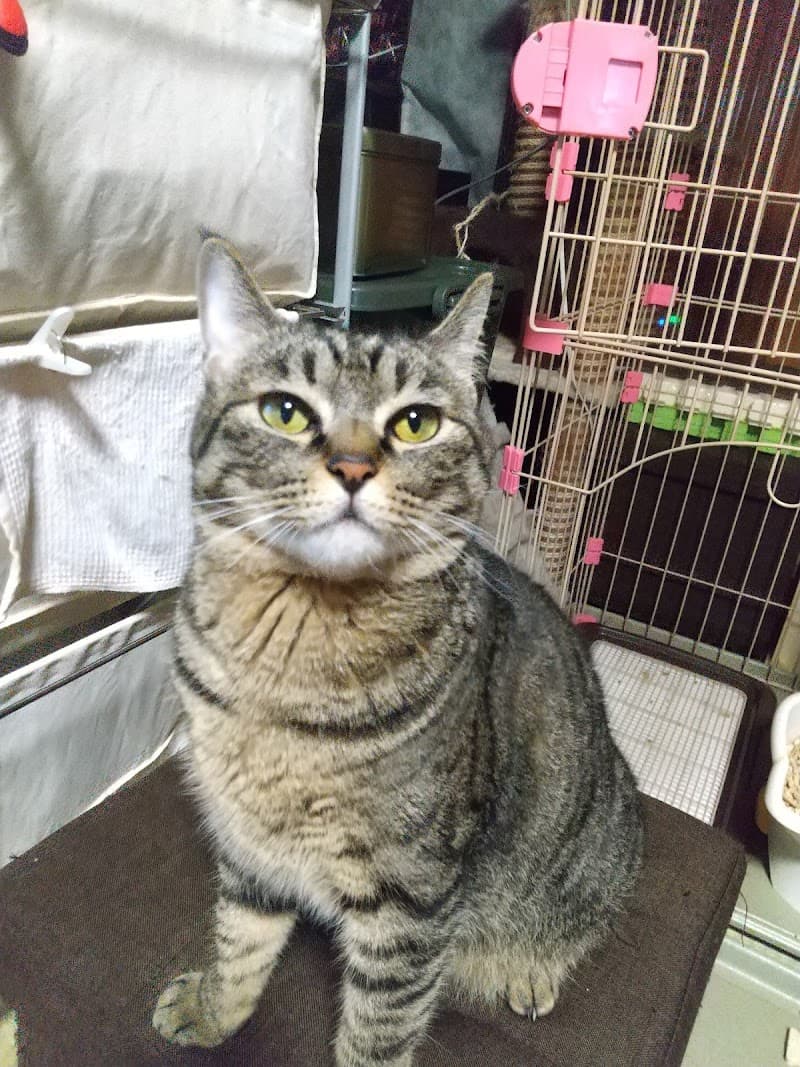 藤江動物病院