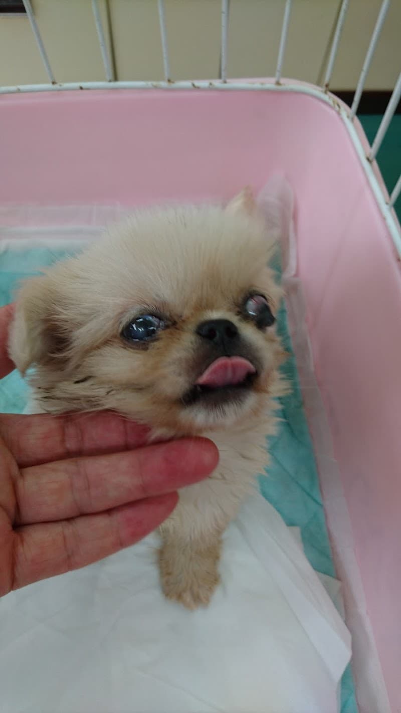 洛西動物病院
