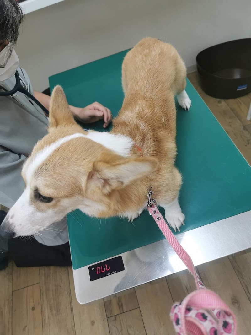 もち動物病院