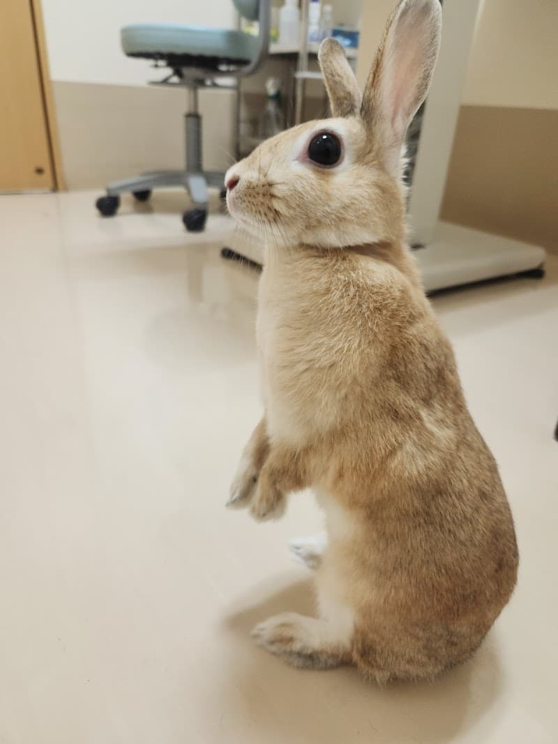はる動物病院