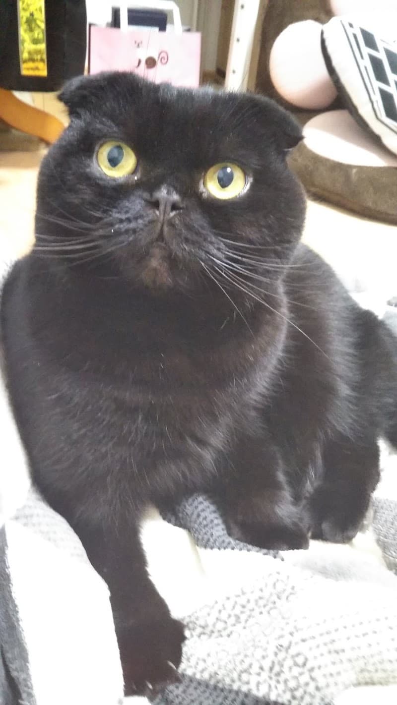 ねこのて動物病院