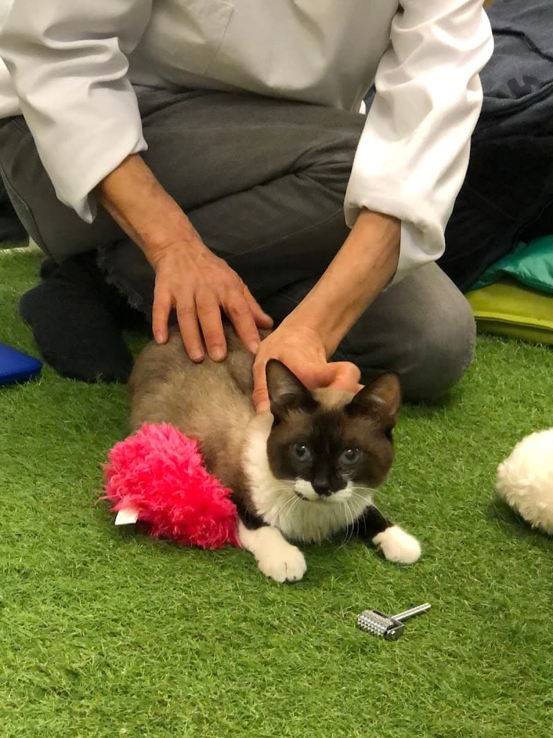 いぬねこ治療院