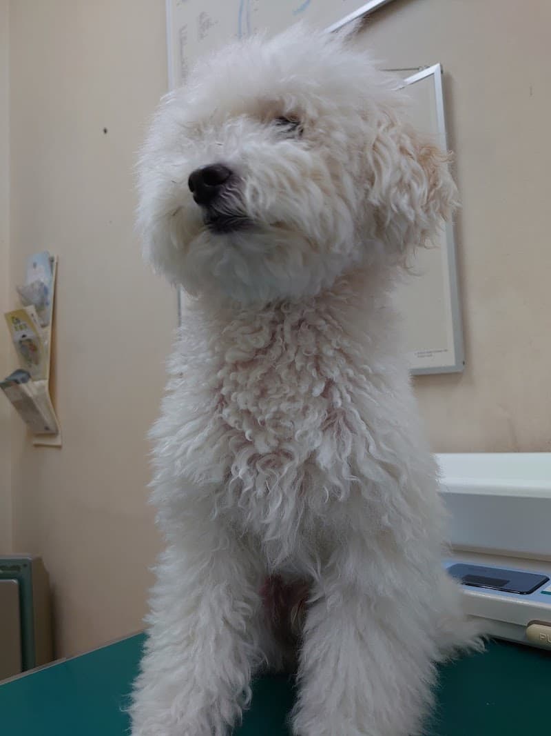 田端動物病院