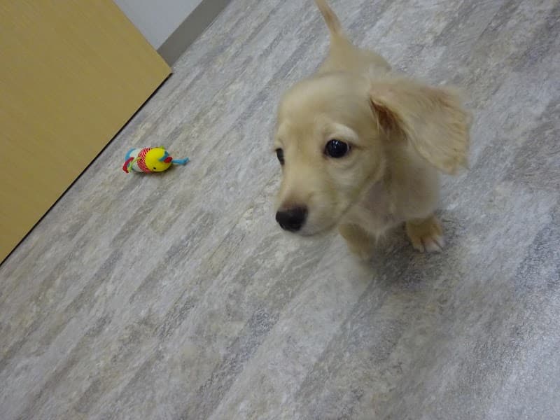 はるかペットクリニック