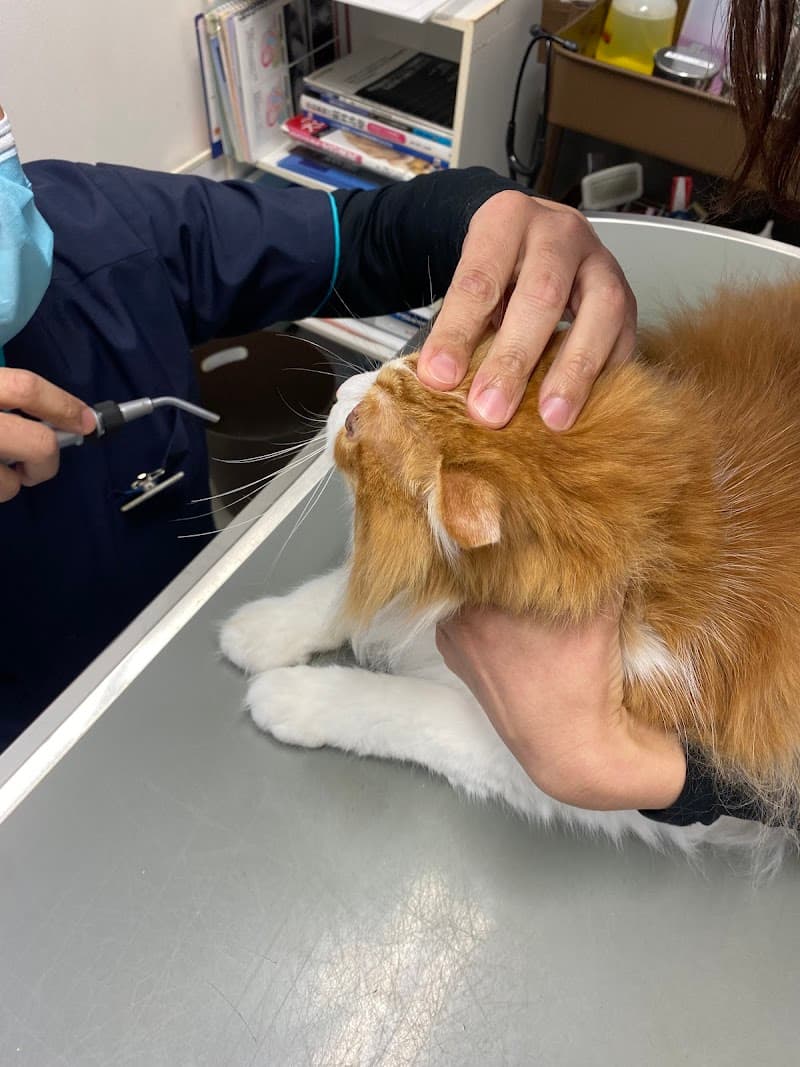 アルバ動物病院