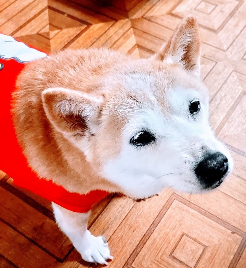 ひらい動物病院