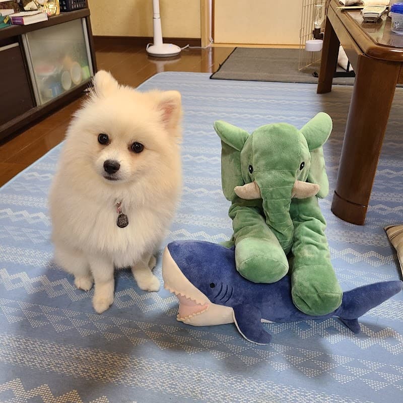 ルチア動物病院