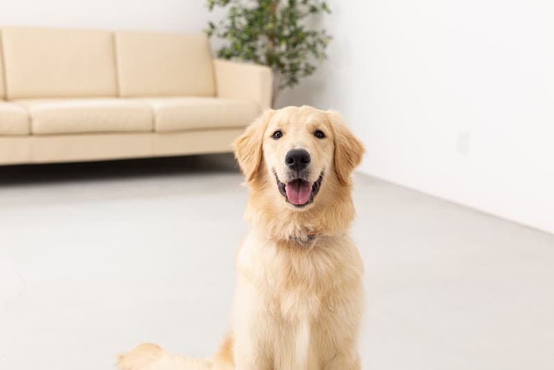 往診専門動物病院 comaペットクリニック