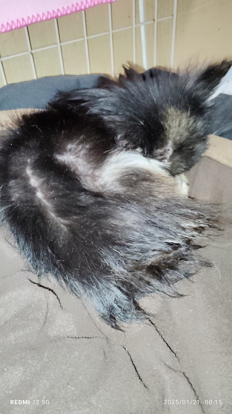 紀の川動物病院