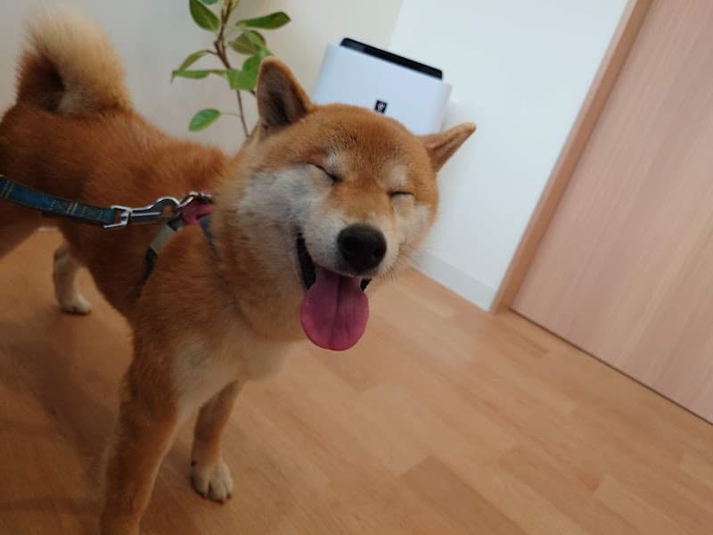 こはる動物病院