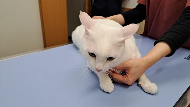 まつおか動物病院