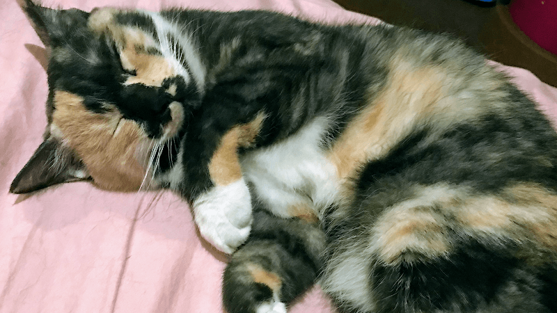 たいら動物病院