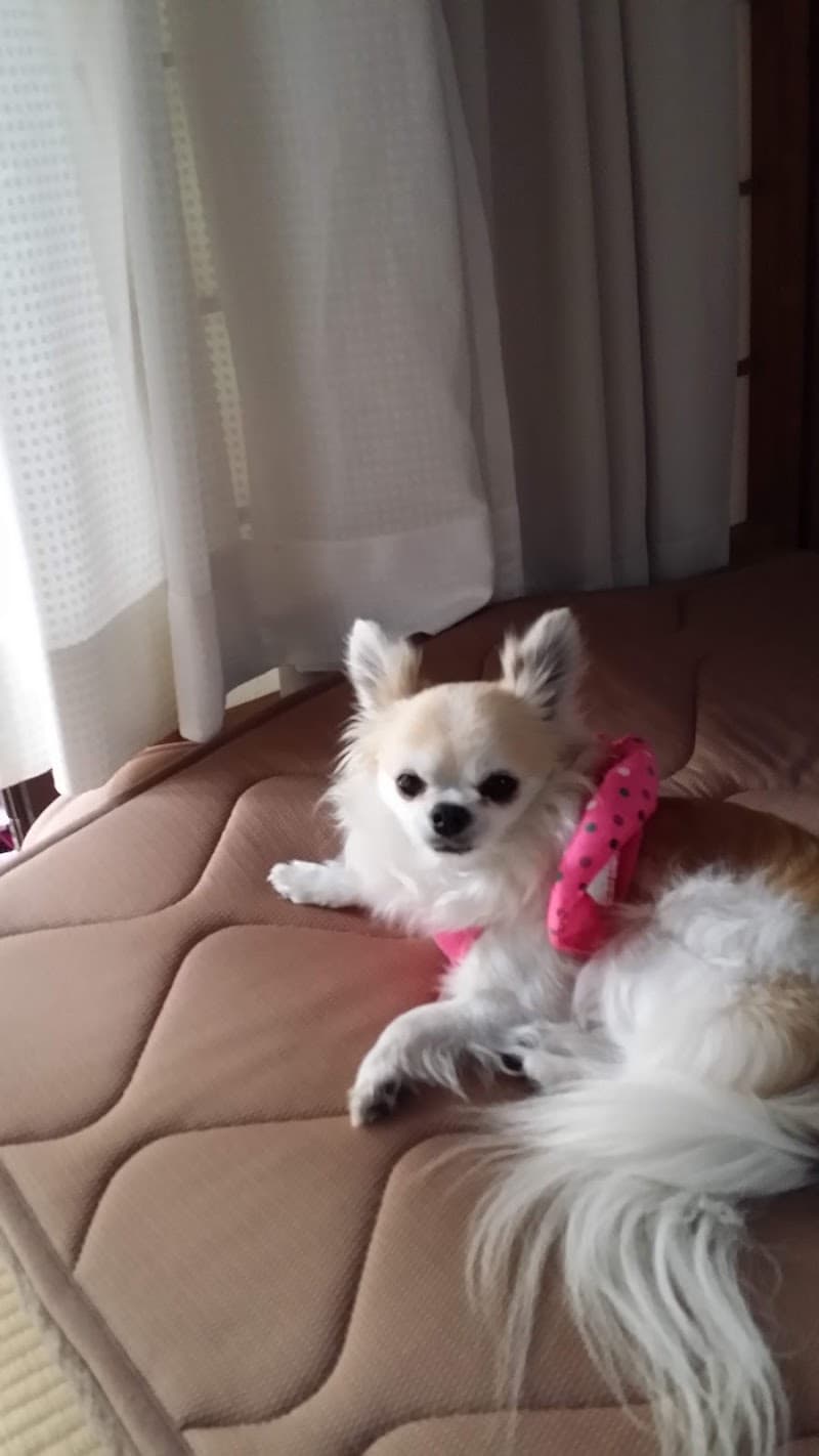 シモ動物病院