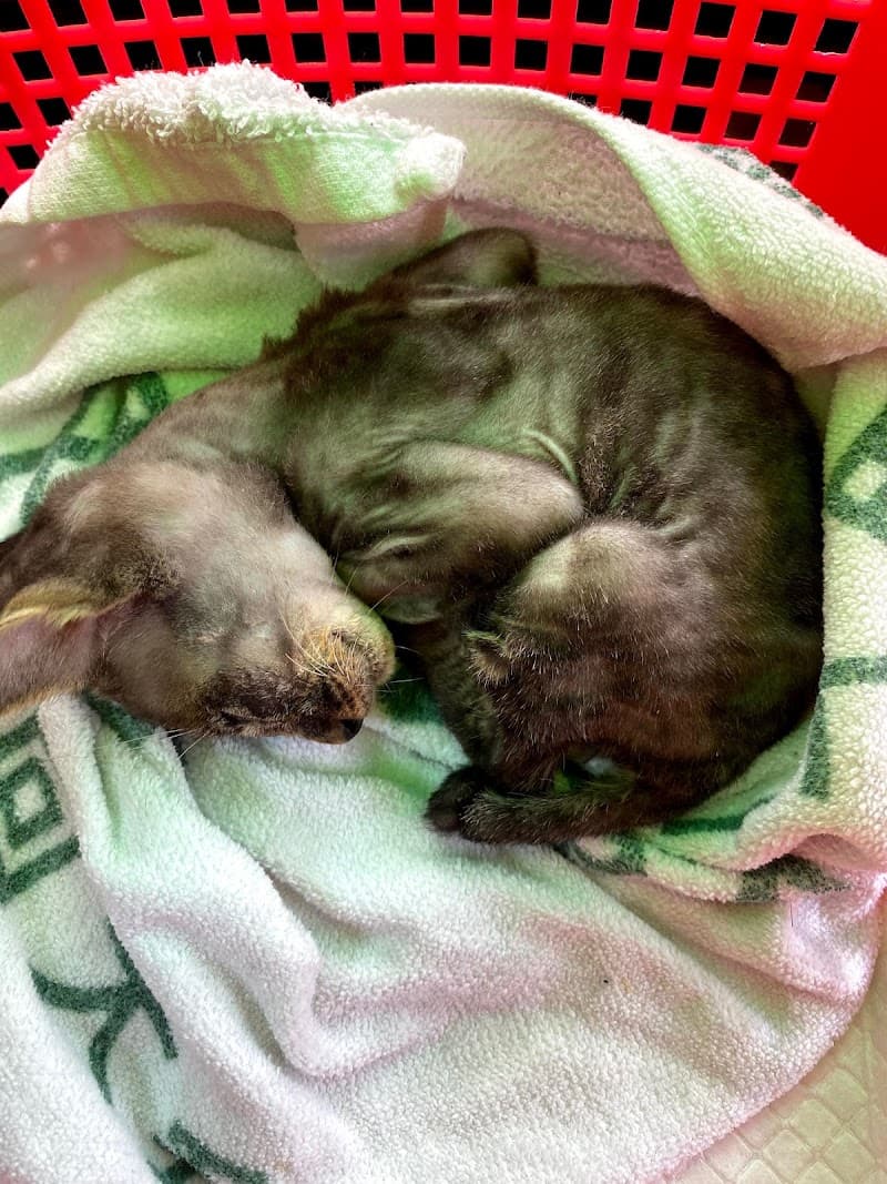 たけした動物医院